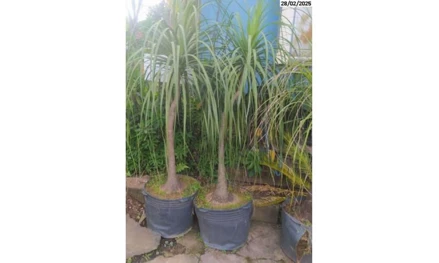 Terreno em Itabira, , Jabuticabeiras, Pé de Cacau, Palmeiras e outros, MG. Área: nullm2