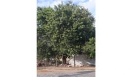 Terreno em Campos dos Goytacazes, Parque Rosário, Rua Nossa Senhora da Conceição, RJ. Área: nullm2