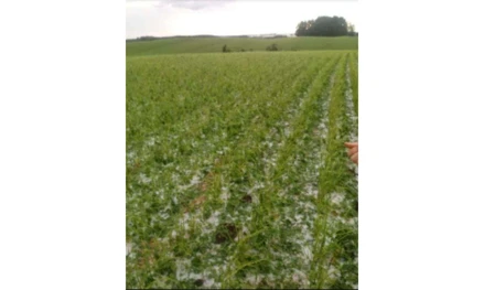Imóvel rural em Ponte Serrada, Linha Alegre, Linha Alegre, SC. Área: 478515.55m2