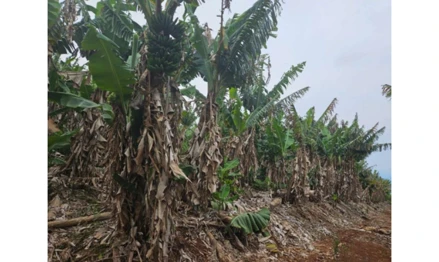Terreno em Jacinto Machado, , Dois Irmãos, em Jacinto Machado, SC. Área: 65806m2