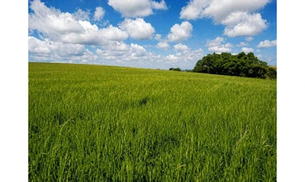 Área rural em Rondinha, Interior, Linha Tunas, interior de Rondinha/RS, RS. Área: 94200m2