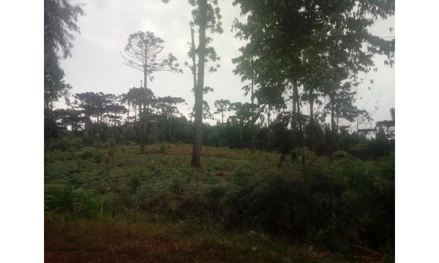 Outros em Pinhão, , Arroio Bonifácio, PR. Área: 653400m2 Outros em Pinhão, , Arroio Bonifácio, PR. Área: 653400m2