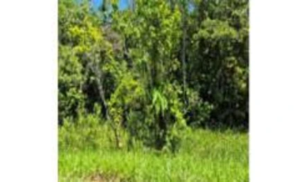 Terreno em Matinhos, Pedra Branca Ou Indaya, PR-508, Pedra Branca ou Indaya, Matinhos/PR, PR. Área: 1051511.2m2