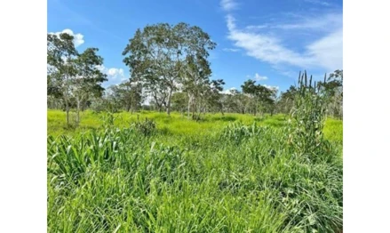 Área rural em Brasilândia de Minas, , FAZENDA BOA VISTA, MG. Área: nullm2