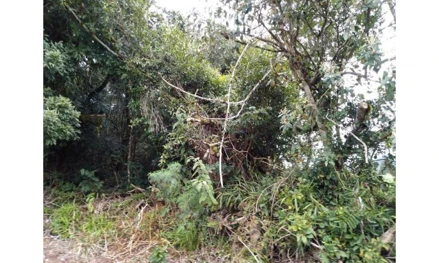 Terreno em Rio Azul, Braço Do Potinga, BRAÇO DO POTINGA, MUNICÍPIO DE RIO AZUL-PR, PR. Área: 24200m2
