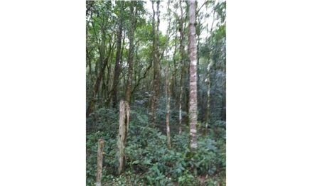 Terreno em Rio Azul, , PR / Rio Azul, PR. Área: 32830m2 Terreno em Rio Azul, , PR / Rio Azul, PR. Área: 32830m2