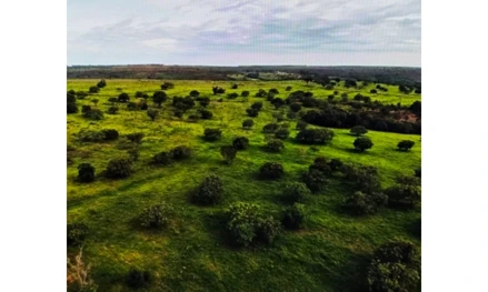 Área rural em Patos de Minas, Bom Sucesso De Patos, FAZENDA BOM SUCESSO, MG. Área: nullm2