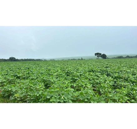 Área rural em Caiapônia, null, Fazenda Bom Jardim, GO. Área: nullm2 Área rural em Caiapônia, null, Fazenda Bom Jardim, GO. Área: nullm2
