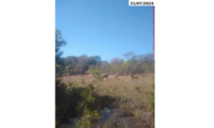 Área rural em Campinaçu, null, Fazenda Córrego Vereda, GO. Área: nullm2