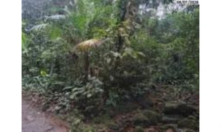 Terreno em São Sebastião, Camburí, Avenida Rio das Pedras, s/nº, Bairro do Camburi, SP. Área: 3700m2 Terreno em São Sebastião, Camburí, Avenida Rio das Pedras, s/nº, Bairro do Camburi, SP. Área: 3700m2
