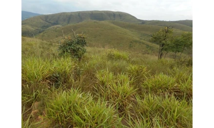 Área rural em Presidente Olegário, Zona Rural, FAZENDA SÃO GERALDO HM- LUGAR EMA, MG. Área: nullm2
