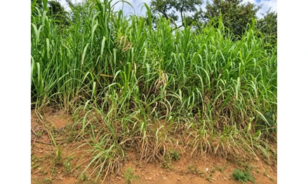 Terreno em Cabreúva, null, R. Via Francisco Botti, Lotes n° 13, Cabreúva, SP, SP. Área: 12660m2