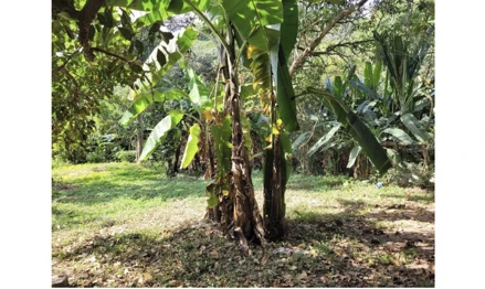 Área rural em Embu das Artes, Chácaras São Marcos, Estrada Santo Antônio, 319 - Jardim São Marcos - Embu das Artes/SP, SP. Área: 4234.61m2 Área rural em Embu das Artes, Chácaras São Marcos, Estrada Santo Antônio, 319 - Jardim São Marcos - Embu das Artes/SP, SP. Área: 4234.61m2