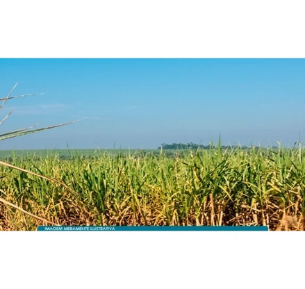 Área rural em Rio das Pedras, null, Sítio Trinta e Cinco, Rio das Pedras, SP, SP. Área: nullm2