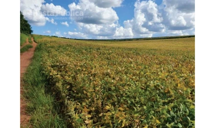 Área rural em São Carlos, null, Acesso pela Rod. Leôncio Zambel - Babilônia - São Carlos/SP, SP. Área: nullm2
